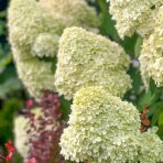 Hortenzia metlinatá (Hydrangea paniculata) ´POLAR BEAR´® - výška 20-30 cm, kont. C2L